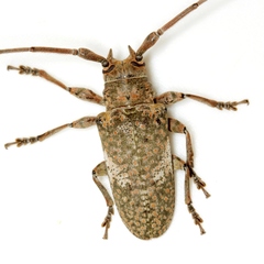 Lochmaeocles cornuticeps