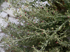 Scrophularia cretacea