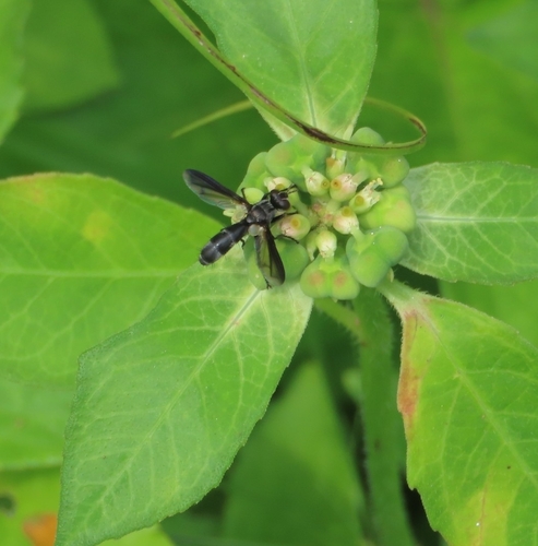 Physocephala marginata