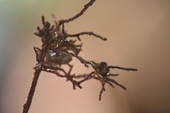Glomeromycota