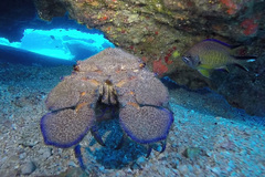 Scyllarides latus