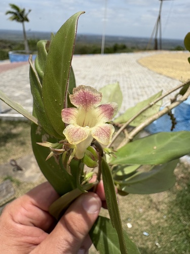 Codonanthe mattos-silvae