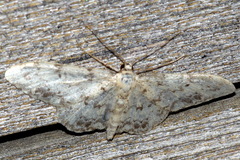 Idaea contiguaria