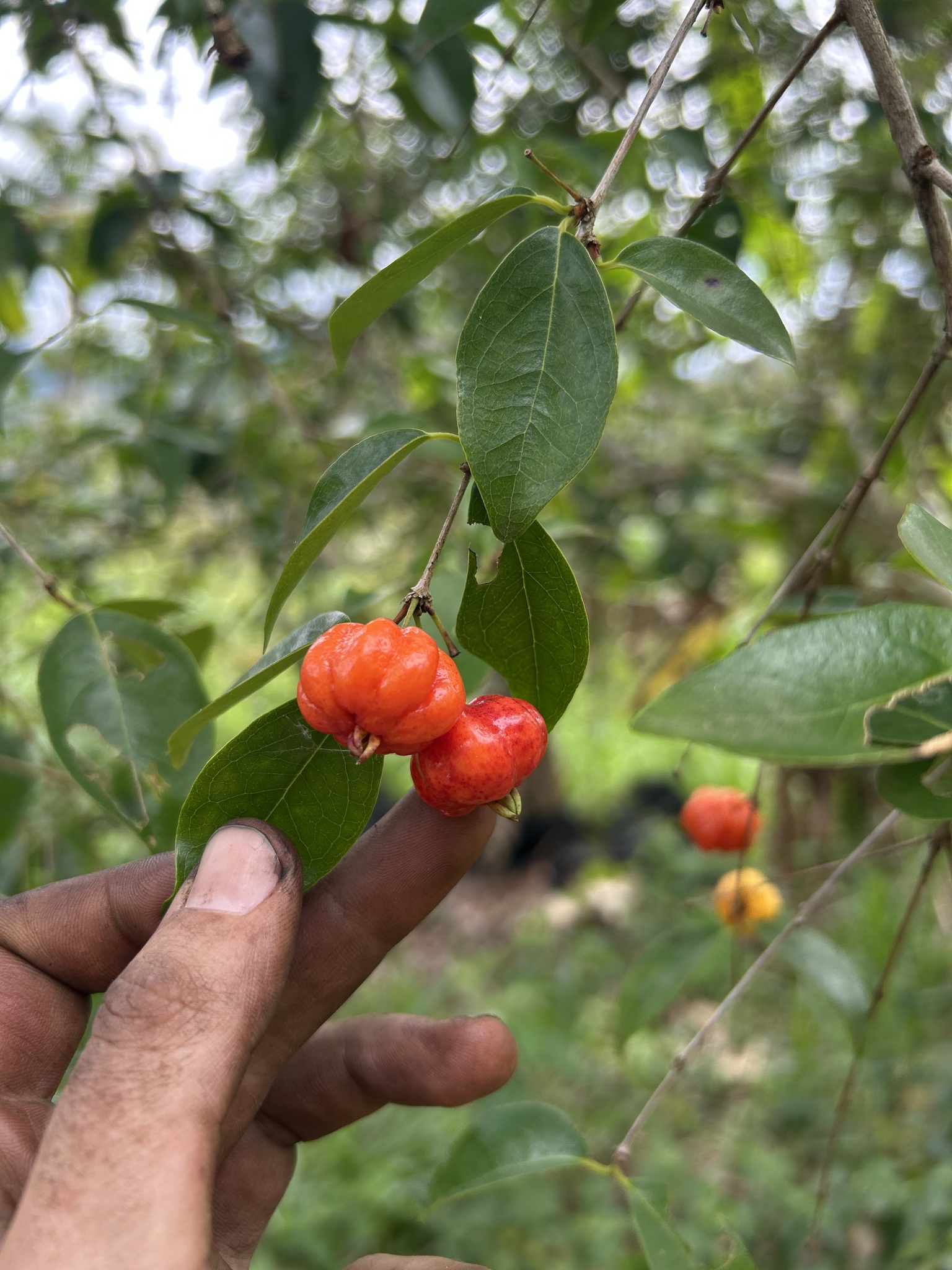 Eugenia uniflora