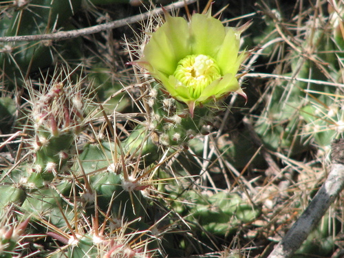 Schott Club-cholla (Grusonia schottii)