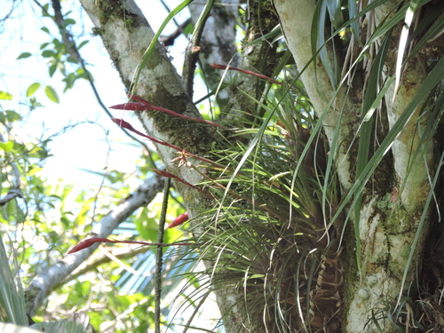 Vriesea flammea, photograph 6
