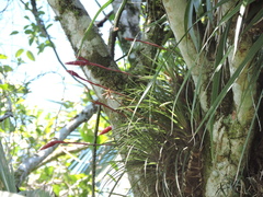 Vriesea flammea, photograph (c) Fabrício Mil Homens Riella, some rights reserved (CC BY)