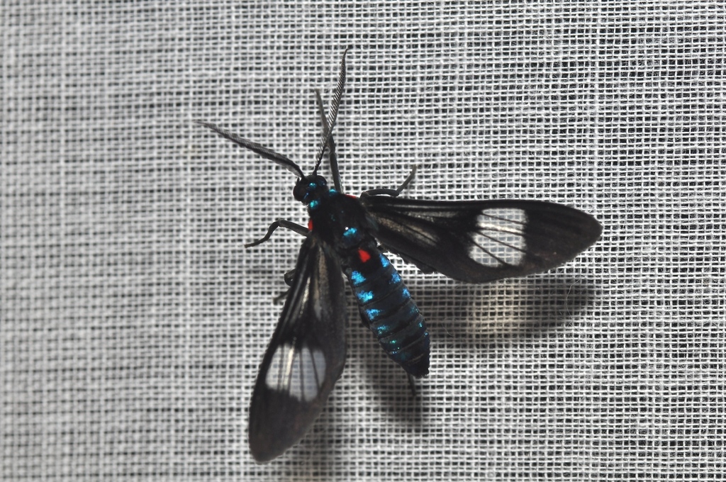 Heterodontia fenestrina
