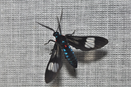 Heterodontia fenestrina