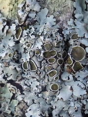 Parmelina carporrhizans