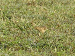 Anthus rubescens japonicus