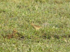 Anthus rubescens japonicus
