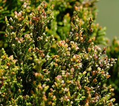 Passerina montana