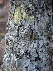 Parmelina carporrhizans