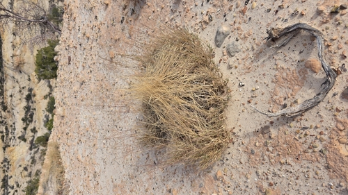 Muhlenbergia pungens, 2025-11-13