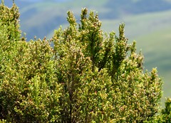 Passerina montana