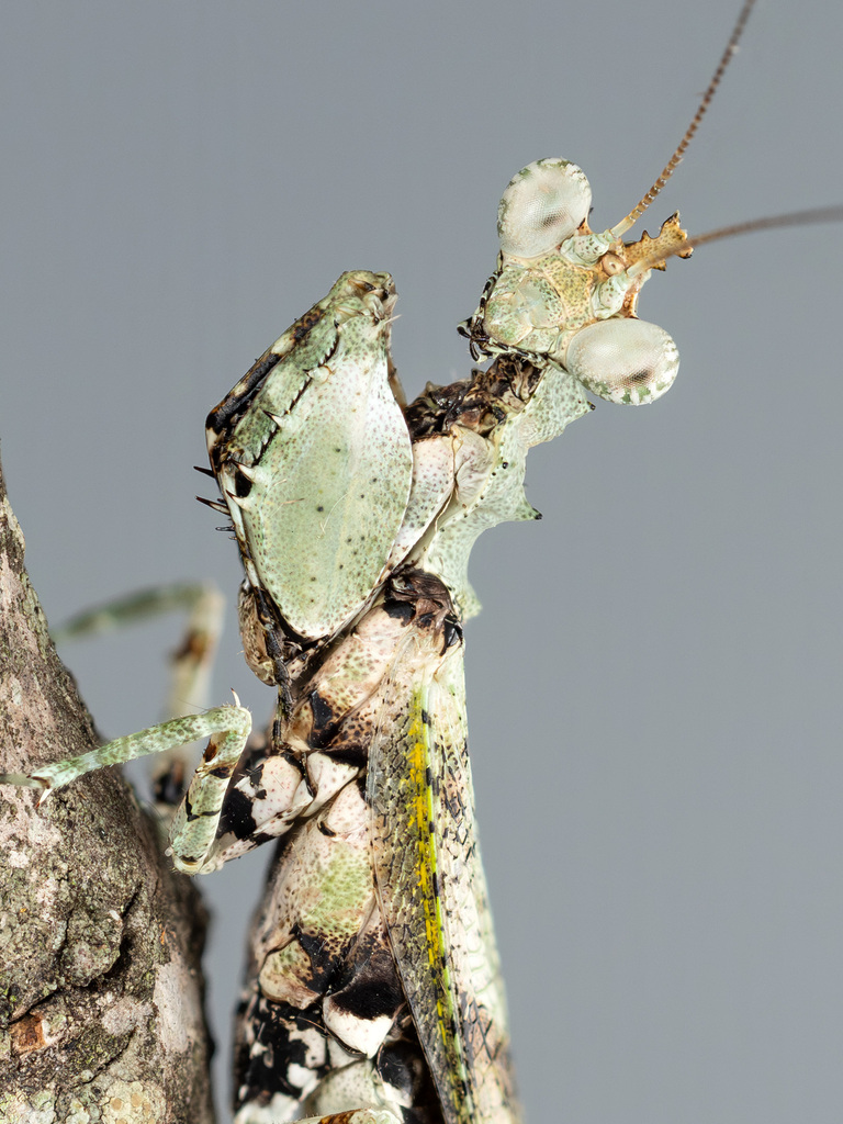 Chrysomantis