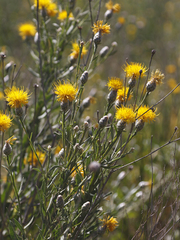 Centaurea chartolepis