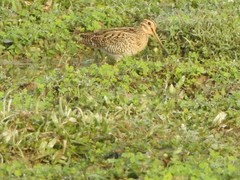 Gallinago