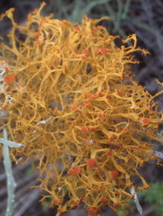 Teloschistes inflatus