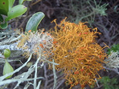 Teloschistes inflatus