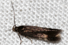 Aproaerema anthyllidella