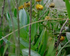 Helichrysum aureolum