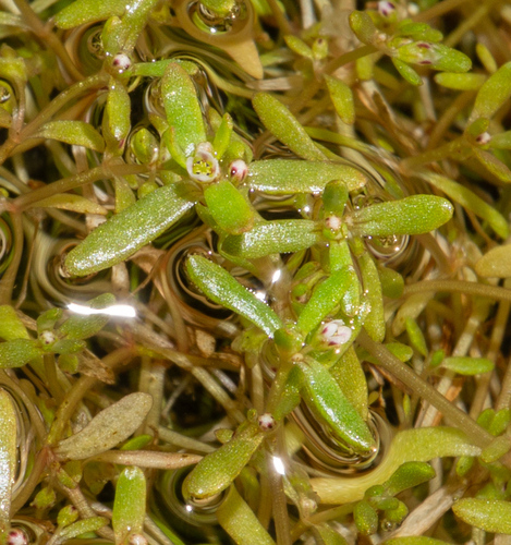 Narrow-leaf Floating Pigmyweed (Crassula natans)