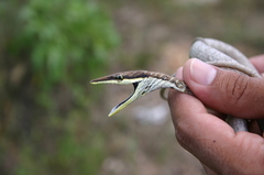 Oxybelis potosiensis