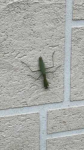 Chinese Mantis