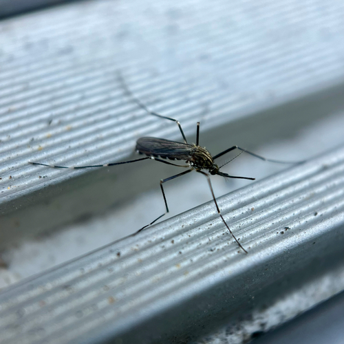 Unknown species found near Grand Park Ave, Rockville, MD, US