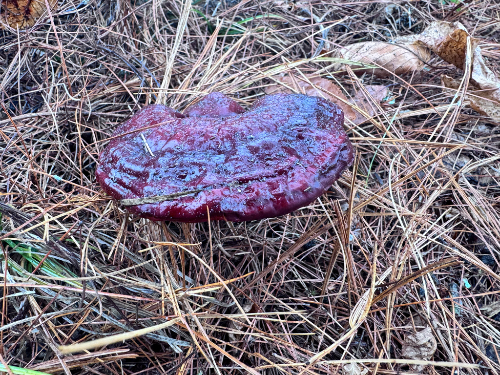 Ganoderma tsugae · November 2025 · photo: © earthmonk (iNaturalist, cc-by-nc)