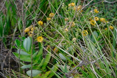 Helichrysum aureolum
