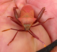 Anoplocnemis curvipes
