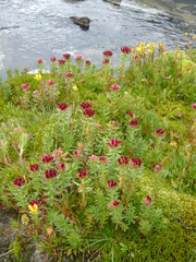 Rhodiola algida