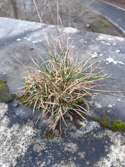 Festuca lemanii
