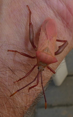 Anoplocnemis curvipes