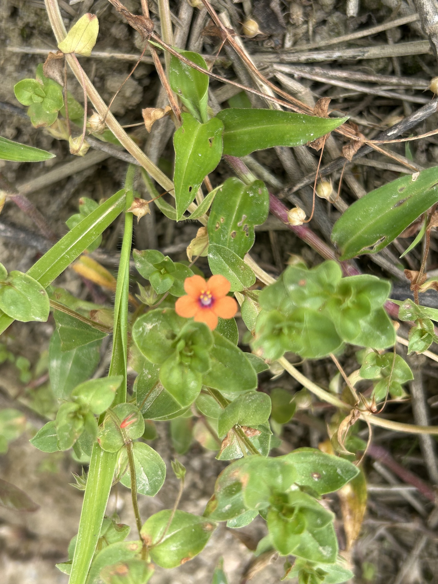 Lysimachia arvensis