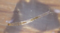 Tanypodinae