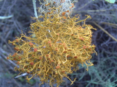 Teloschistes inflatus