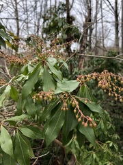Pieris japonica