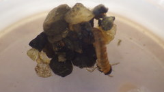 Glossosoma nigrior