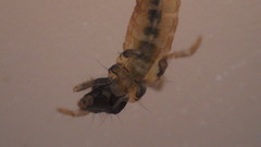 Glossosoma nigrior