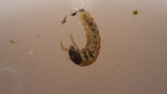 Glossosoma nigrior