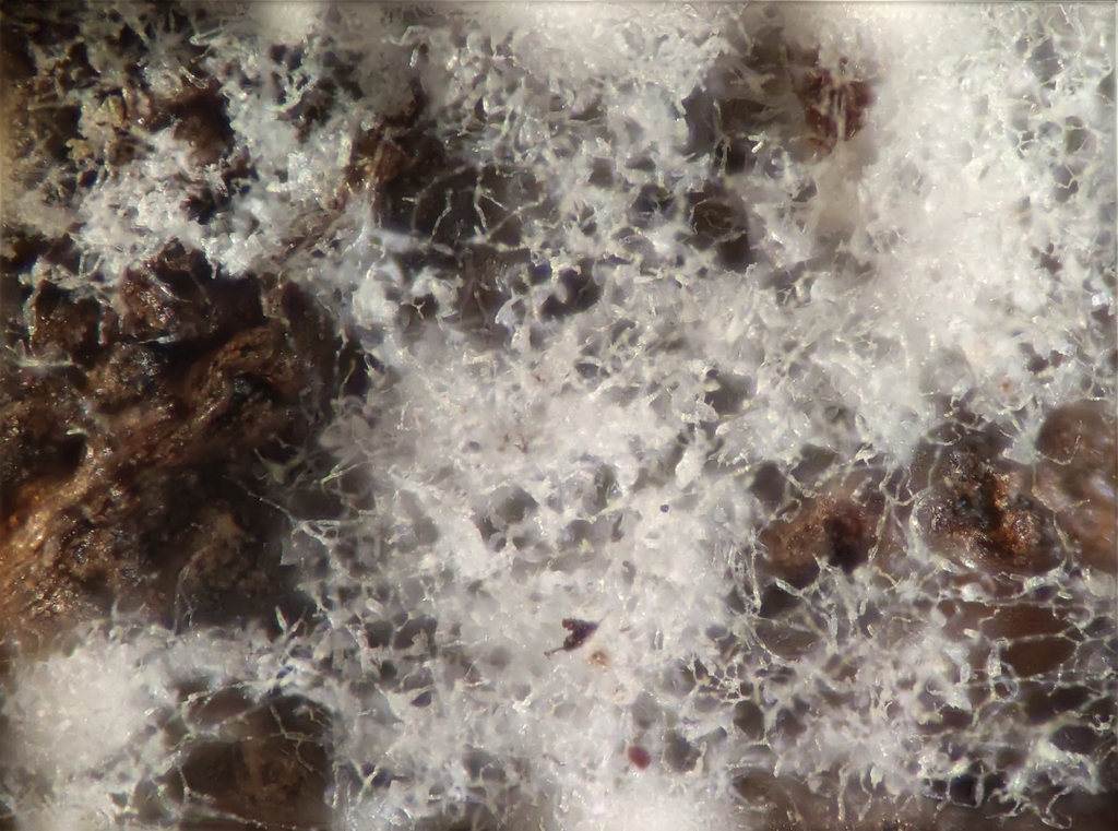 Cylindrodendrum