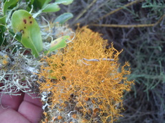 Teloschistes inflatus