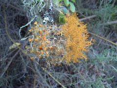 Teloschistes inflatus