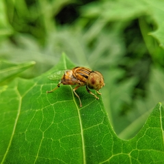 Eristalinus