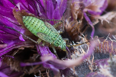 Oncotylus viridiflavus