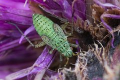 Oncotylus viridiflavus